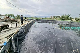 Thay đổi tư duy nuôi tôm để phát triển bền vững