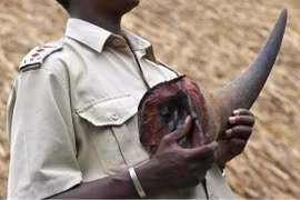 "Đại gia kim cương" Chu Đăng Khoa bị bắt tại Nam Phi