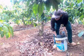 Nhộn nhịp vụ tưới cà phê đầu mùa