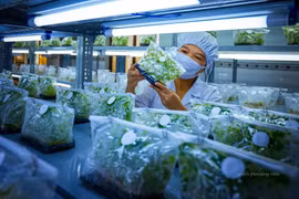 Mở rộng vùng trồng dược liệu gắn chế biến sâu và chuỗi liên kết