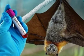 Bộ Y tế hỏa tốc yêu cầu siết chặt phòng - chống dịch virus Nipah xâm nhập Việt Nam