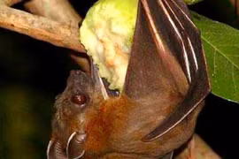 Bộ Y tế khuyến cáo không ăn trái cây bị động vật cắn đề phòng virus Nipah