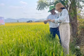 Hành trình vươn tầm của hạt gạo vùng thung lũng Cheo Reo