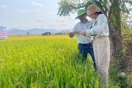 Hành trình vươn tầm của hạt gạo vùng thung lũng Cheo Reo