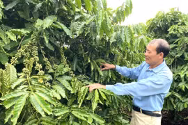 Tiếp tục kéo dài thời hạn miễn thuế sử dụng đất nông nghiệp: Tạo dư địa phát triển “tam nông”