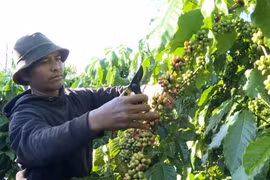 Nông dân Jrai làm giàu từ tái canh cà phê