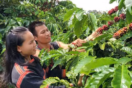 Nông nghiệp công nghệ cao dưới chân núi Ia Phí