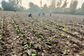 Tăng cường ứng dụng tưới tiết kiệm nước: Nâng cao hiệu quả sản xuất nông nghiệp