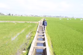 Canh tác lúa theo kỹ thuật tưới ướt - khô xen kẽ: Hướng đi hiệu quả, bền vững