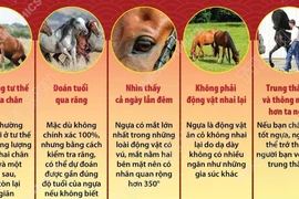 Những điều thú vị về loài ngựa