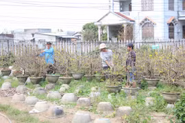 Lặng trầm mùa mai Tết