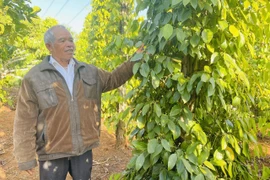 Những “đầu tàu” nêu gương làm giàu ở phía Tây Gia Lai