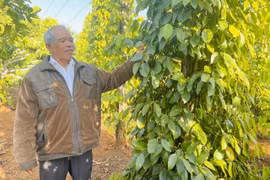 Những “đầu tàu” nêu gương làm giàu ở phía Tây Gia Lai