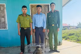 Người dân phường An Khê tự nguyện giao nộp chim diều hoa Miến Điện quý hiếm.