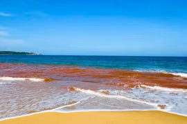 Nước biển Hoài Nhơn Bắc đổi màu không phải do hiện tượng thủy triều đỏ.