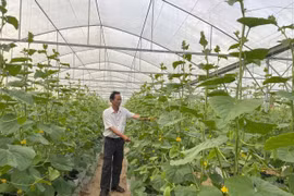Đẩy mạnh phát triển công nghệ sinh học - Kỳ 2: Khi công nghệ sinh học tạo giá trị từ sản xuất