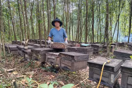 Gia Lai liên kết phát triển bền vững nghề nuôi ong 