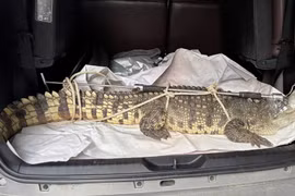 Cá sấu xuất hiện tại khu dân cư ở phường Quy Nhơn Nam được phát hiện, bắt giữ kịp thời.