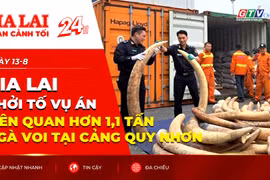 Toàn cảnh Gia Lai 24h: Gia Lai khởi tố vụ án liên quan hơn 1,1 tấn ngà voi tại cảng Quy Nhơn