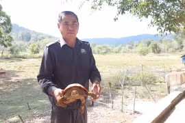 Người dân tự nguyện giao nộp cá thể rùa núi viền quý hiếm