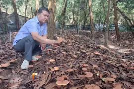 Trồng nấm linh chi đỏ dưới tán rừng: Hướng phát triển lâm nghiệp bền vững