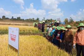 Hội thảo đầu bờ mô hình trình diễn giống lúa nước chất lượng cao TBR97