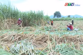 Nông dân Đông Nam tỉnh "sống khỏe" nhờ cây mía