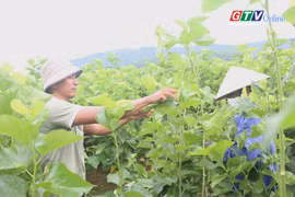 Hiệu quả mô hình trồng dâu nuôi tằm trên vùng đất An Hòa