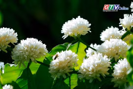 Mãn nhãn hoa cà phê trắng muốt sườn đồi