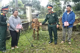 Đoàn Kinh tế-Quốc phòng 710 bàn giao 34 con bò sinh sản cho hộ nghèo