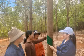 Nữ công nhân cạo mủ 7 năm liền là chiến sĩ thi đua cơ sở