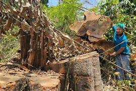 Kon Tum: Làm rõ vụ phá rừng gần trụ sở UBND huyện