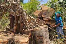 Kon Tum: Làm rõ vụ phá rừng gần trụ sở UBND huyện