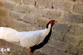 Vì sao gà lôi trắng gây nuôi thành công vẫn thuộc nhóm nguy cấp, quý hiếm?