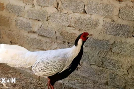 Vì sao gà lôi trắng gây nuôi thành công vẫn thuộc nhóm nguy cấp, quý hiếm?