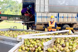 Giá chanh dây tăng cao: Nhà máy chế biến hoạt động cầm chừng