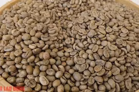 Giá cà phê hôm nay 25-5: Bán 40 tấn cà phê, một công ty chốt lời 2 tỉ đồng