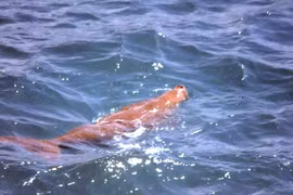 'Nàng tiên cá' Dugong xuất hiện tại vùng biển Côn Đảo