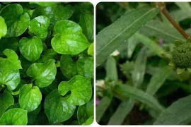 Các loại lá uống mát gan, giải độc cơ thể hiệu quả