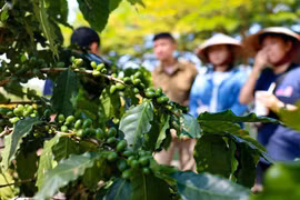 Bộ Nông nghiệp và Môi trường nêu 8 giải pháp để xuất khẩu sớm đạt 65 tỷ USD