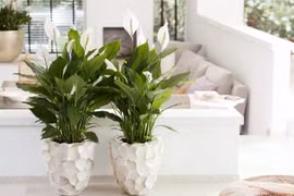 7 loại cây cảnh vừa có ý nghĩa phong thủy vừa là máy lọc không khí