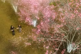 Xuân trên đỉnh đèo