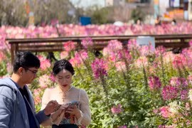 Hoa Túy Điệp giữa trung tâm Đà Lạt hút hồn du khách