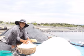 Diêm dân thất thu vì mưa nắng thất thường, giá cả bấp bênh