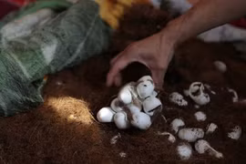 Năm Tỵ nói chuyện làm giàu từ rắn