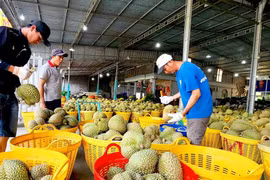 Giá sầu riêng giảm mạnh, nhiều nông dân lỗ vốn