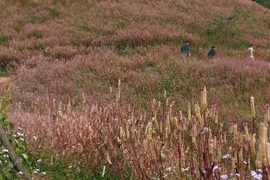 Lạc lối ở Mù Cang Chải mùa hoa Chi Pâu