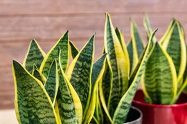 7 loại cây cảnh dễ trồng cho căn hộ thiếu ánh sáng