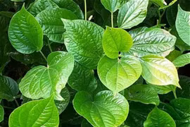 Điều gì xảy ra nếu bạn ăn lá lốt thường xuyên?