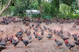 Tiếp sức người dân vùng cao phát triển chăn nuôi theo hướng hàng hóa